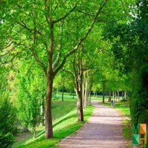 Tranh dán tường phòng khách Hàn Quốc đẹp NA - 399